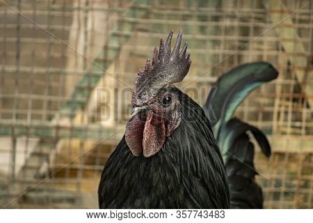Chicken Kadaknath Breed From India Madhya Pradesh