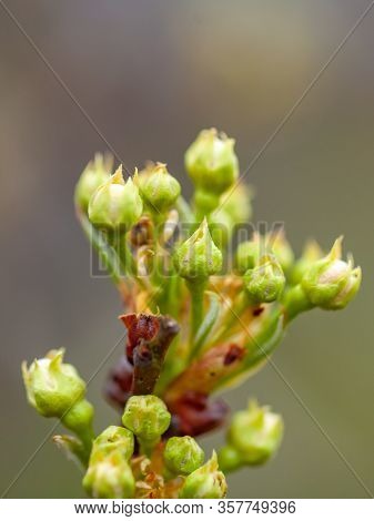 A Cluster Of Pear Tree Blossom In Bud, With A Blur Background