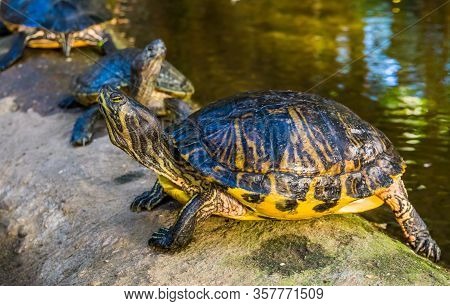 Closeup Portrait Of A Yellow Bellied Cumberland Slider Turtle, Tropical Reptile Specie From America