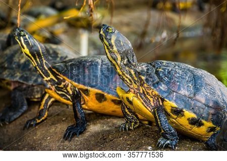 Closeup Of A Cumberland Slider Turtle With Other Swamp Turtles In The Background, Tropical Reptile S