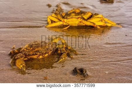 Closeup Of Two Beach Crabs, Common Crustacean Specie From The Northern Sea, The Netherlands