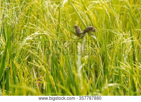Scaly-breasted Munia
