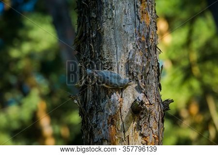 Small Grey Bird On Pine Tree