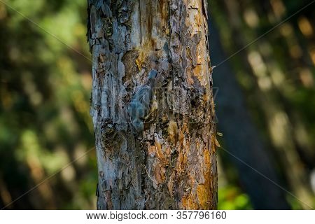 Small Grey Bird On Pine Tree