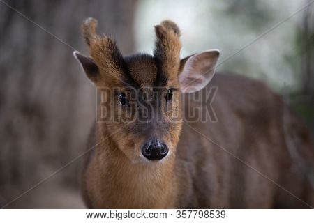 Face Portrait Of A Young Male Of Muntjac Deer In The Forest