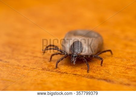 Close-up Photo Of A Tick On Wood Surface