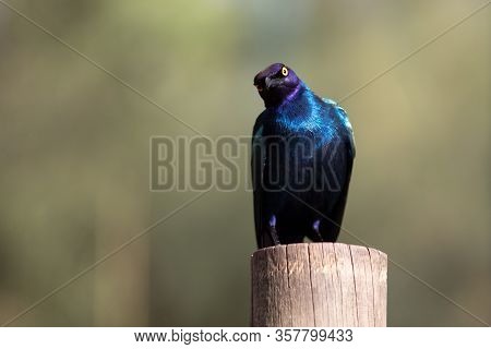 The Cape Starling, Red-shouldered Glossy-starling Or Cape Glossy Starling On A Log