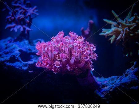 Pink Goniopora (flowerpot Coral - Lps Coral) In A Reef Aquarium