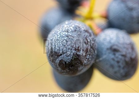 A Bunch Of Grapes In Droplets Of Water. Autumn Harvesting Of Wine.