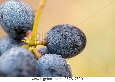A Bunch Of Grapes In Droplets Of Water. Autumn Harvesting Of Wine.