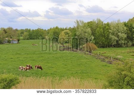 Landscape With Cows And Pasture In Sehestedt, Jade, Wasermarsch, Germany. Farm And Cow Pasture.