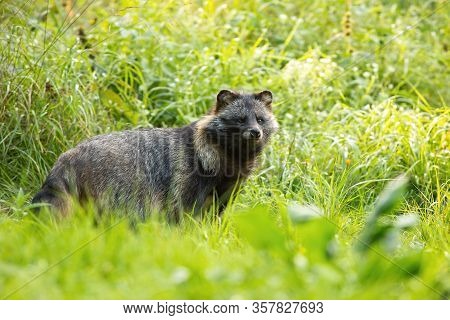 Wild Raccoon Dog Standing In Front Of Tall Green Vegetation In Summer