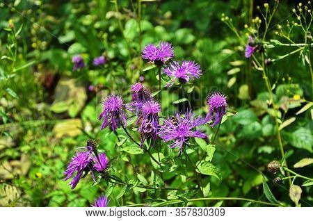 The Beautiful Pink Flower And Buds Of Centaurea Jacea, Also Known As Brown Knapweed. A Native Open W