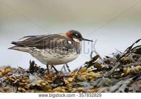 Close Up Of A Red-necked Phalarope (phalaropus Lobatus) Standing In Seaweeds, Iceland.