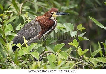 Close Up Of A Tiger Heron (tigrisoma Lineatum), Pantanal, Brazil.