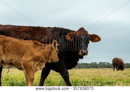 Beef Cattle Livestock. Cow And Calf Together In A Pasture With Other Animals.