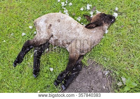 Dead Sheep Lamb Without An Eye. Sehestedt, Jade, Wesermarsch, Germany.