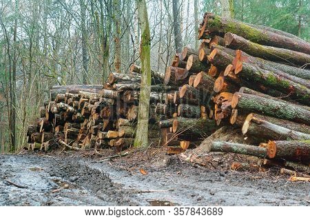 Felled Trees In A Stack, Logs From Felled Tree Trunks
