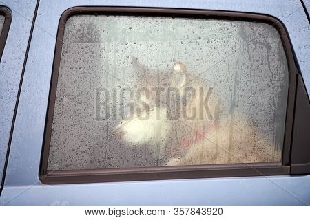 Husky Dog In Car, Cute Pet Behind Window. Dog Waiting For Sled Dog Race. Dog Is Watching Around