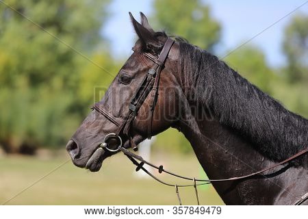 Head Shot Portrait Close Up Of A Young Horse On Show Jumping Event.  Side View Head Shot Of A Beauti