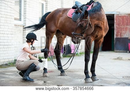 Young Teenage Girl Owner Unsaddling Bay Stallion After Sport Training. Colored Horizontal Outdoors I