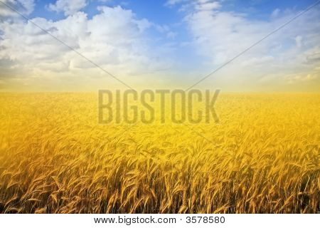 Golden Field