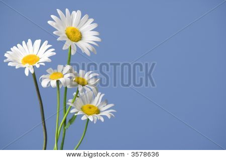 Chamomiles บนสีน้ำเงิน