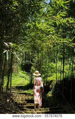 traveling Asian woman hiking in the forest at Xitou, Nantou, Taiwan