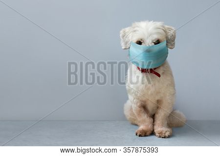 Small white pet dog wearing a surgical face mask