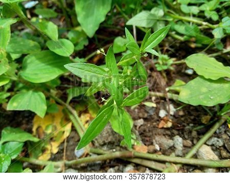 Hedyotis Corymbosa In Nature Background. Useful In Gastric Irritability, Nervous Depression, Liver C