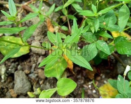 Hedyotis Corymbosa In Nature Background. Useful In Gastric Irritability, Nervous Depression, Liver C