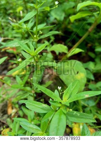 Hedyotis Corymbosa In Nature Background. Useful In Gastric Irritability, Nervous Depression, Liver C