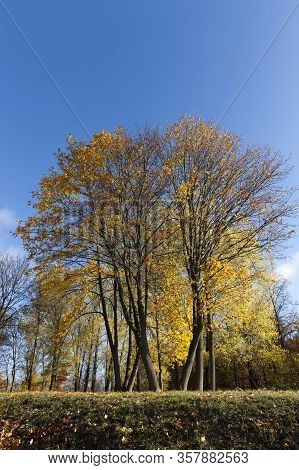 Autumn Yellow Foliage During Leaf Fall, In Nature In The Park And Tree Branches, Landscape In Sunny 
