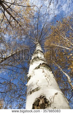 Beautiful Birch Foliage That Changed Color In The Autumn Season, Close-up On The Nature Of The Trees