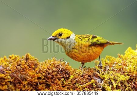 Silver-throated Tanager (tangara Icterocephala) Sitting On A Branch, Costa Rica