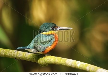 American Pygmy Kingfisher (chloroceryle Aenea) Perched On A Stick, Costa Rica