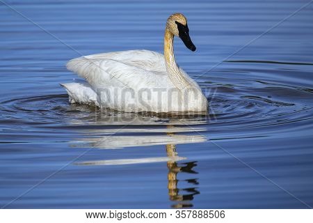 Trumpeter Swan (cygnus Buccinator) In Yellowstone National Park, Wyoming, Usa