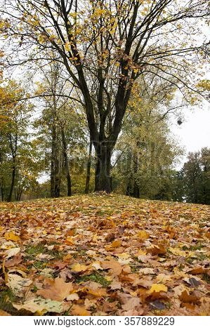 Autumn Yellow Foliage During Leaf Fall, In Nature In The Park