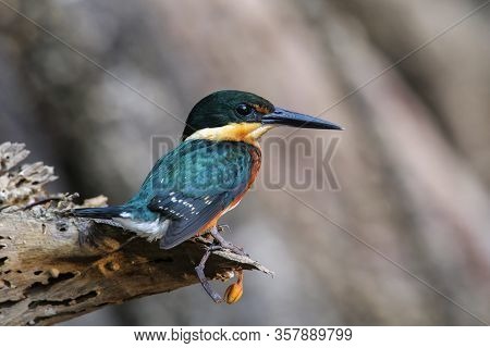 American Pygmy Kingfisher (chloroceryle Aenea) Perched On A Stick, Costa Rica