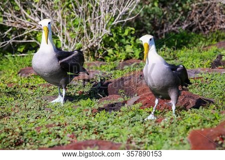 Waved Albatrosses Doing Courtship Ritual On Espanola Island, Galapagos National Park, Ecuador. The W