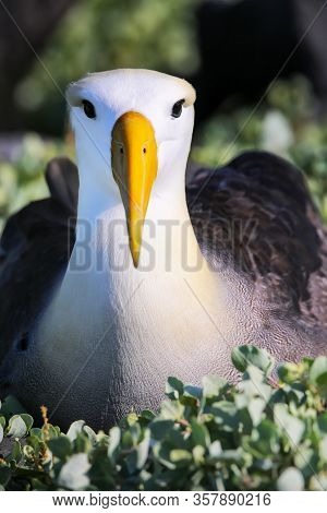 Portrait Of Waved Albatross (phoebastria Irrorata) On Espanola Island, Galapagos National Park, Ecua