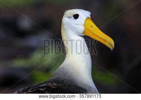 Portrait Of Waved Albatross (phoebastria Irrorata) On Espanola Island, Galapagos National Park, Ecua