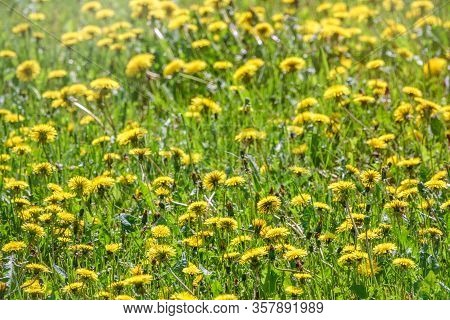 Field Of Yellow Dandelions. Summer Field Of Dandelions. Taraxacum Officinale, The Common Dandelion