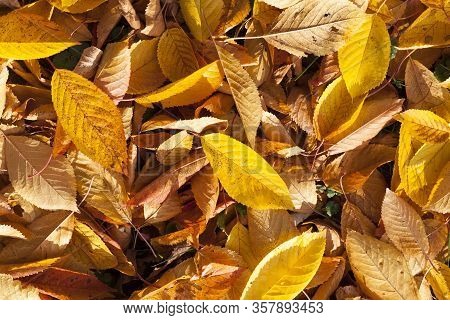 Autumn Yellow Foliage During Leaf Fall, In Nature In The Park Fell Into The Grass, A Close-up Of The