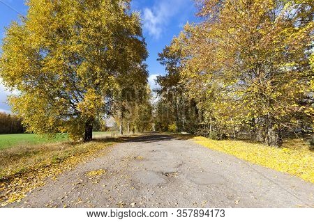 Paved Road With Trees, Leaves From Trees Fall On The Road In Autumn