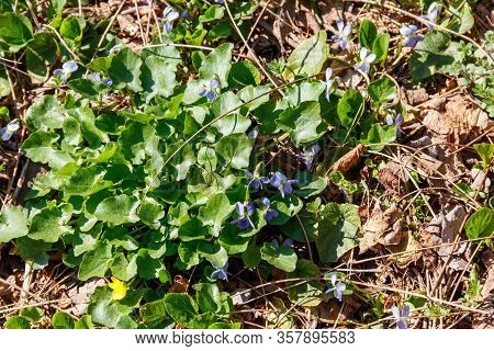 Wild Violets (viola Odorata, Sweet Violet, English Violet, Common Violet Or Garden Violet) On A Mead