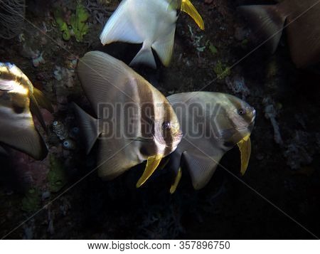 Shaded Batfish Platax Pinnatus In Siquijor Philippines