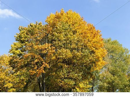 Autumn Yellow Foliage During Leaf Fall, In Nature In The Park