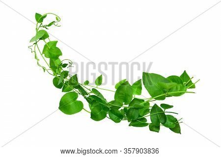 Heart Shaped Green Leaves Twisted Binahong Plant For Herbal Medicine Isolated On White Background Wi
