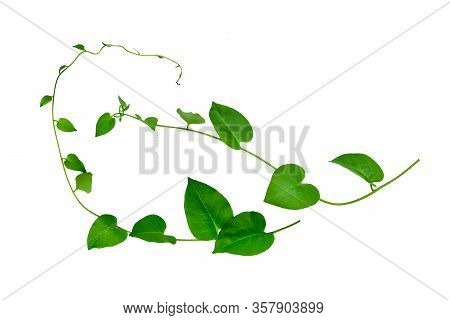 Heart Shaped Green Leaves Twisted Binahong Plant For Herbal Medicine Isolated On White Background Wi